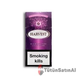 Harvest Blueberry Crush Little (Yaban Mersinli)